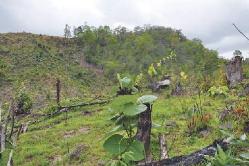 荒廃するマグウェ地域の森林